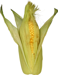 Corn PNG image-5289